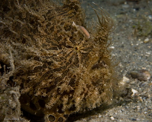 Striated Frogfish, Lembeh South Florida.
Antennarius str... by John Roach 